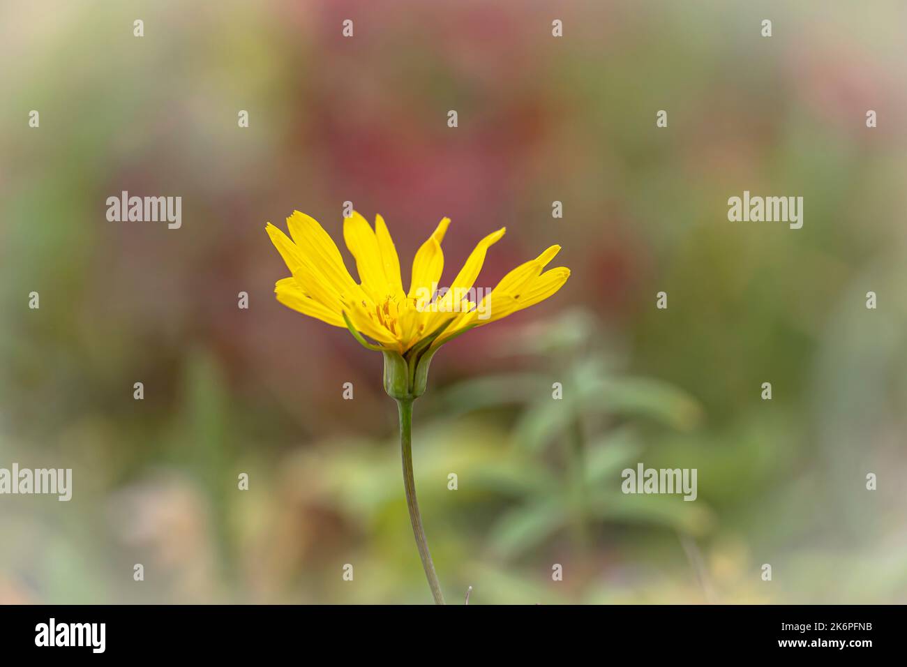 Yellow flower in autumn field Stock Photo