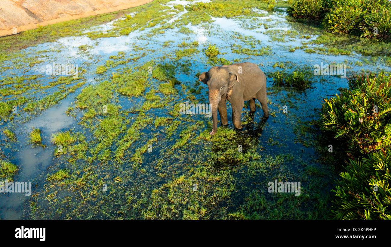 Aerial view of Elephant among tropical vegetation in wetlands. Arugam