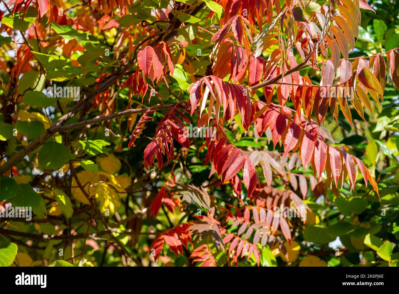 Vinegar tree leaf hires stock photography and images Alamy