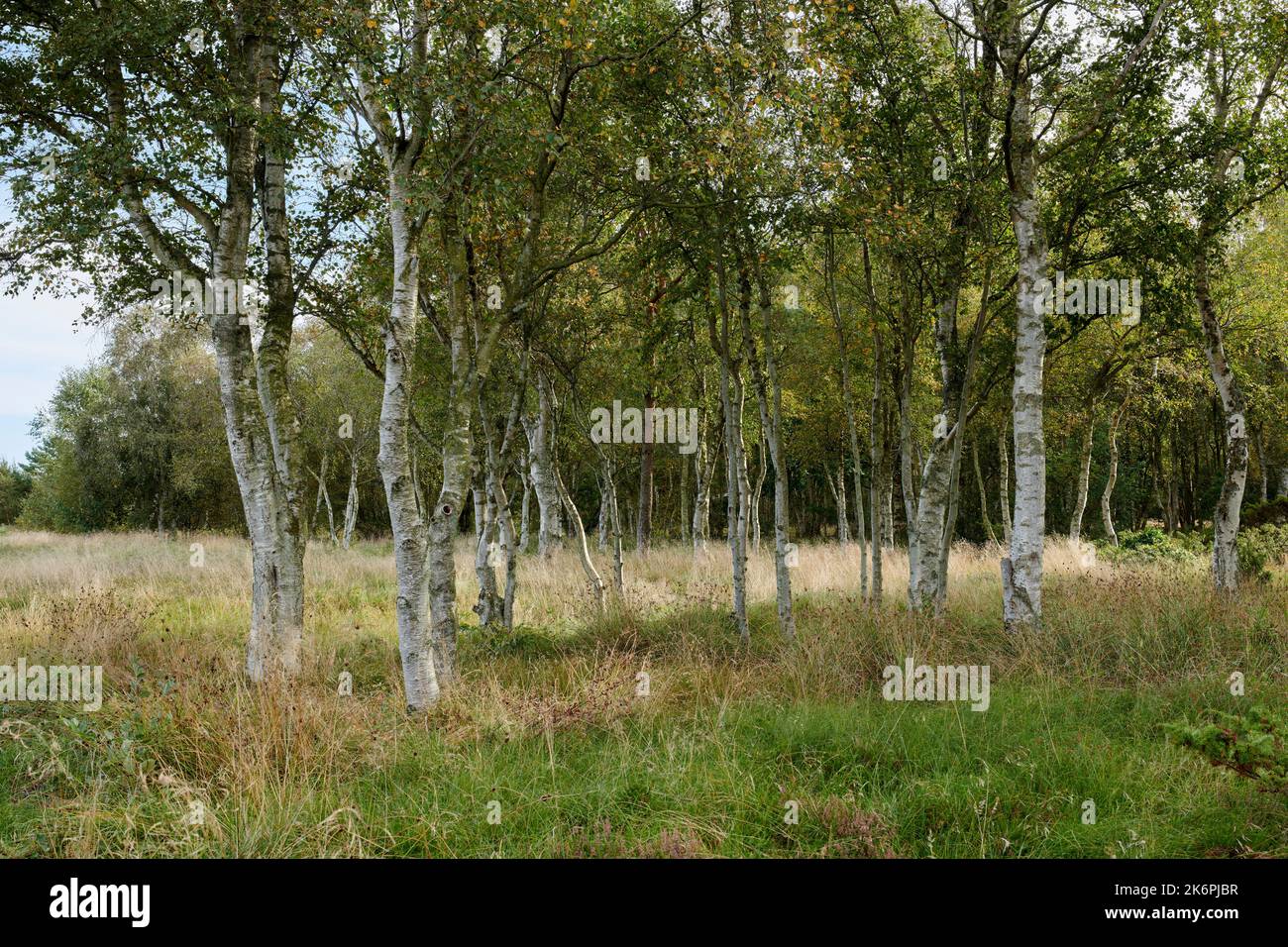 Trees of all types and seasons. A beautiful world of differences. Trees ...
