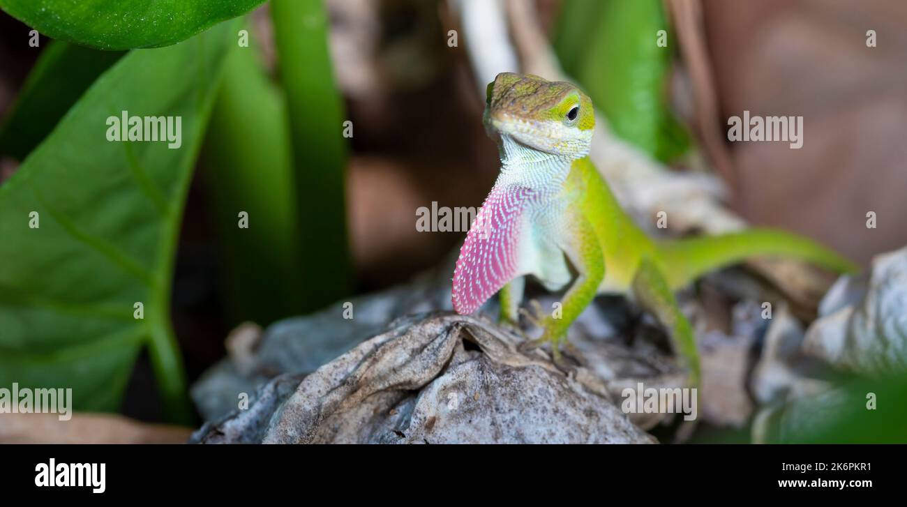 Gecko with a red neck for mating in North Carolina Stock Photo
