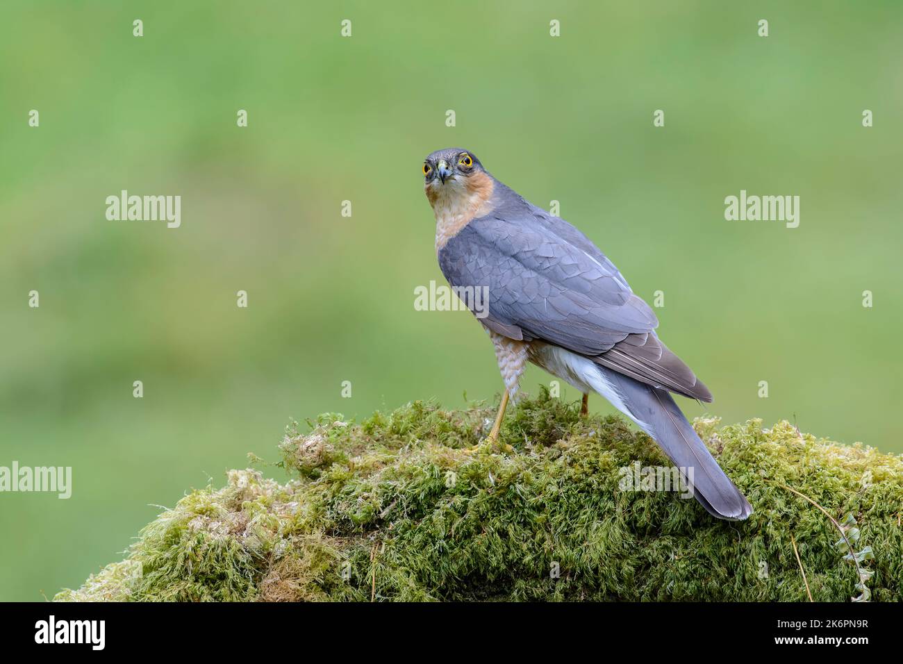 Sparrow hawk, Accipiter Nisus, perched on a lichen covered log, view from behind, head turned back Stock Photo