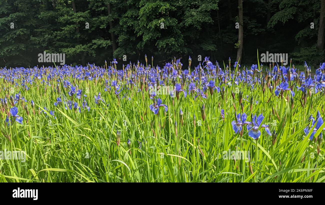 Purple Siberian iris or Siberian flag (Iris sibirica) flowers growing in a park Stock Photo