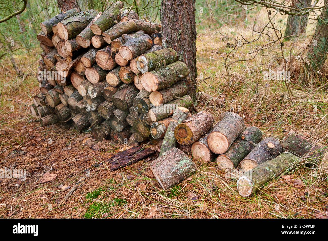 Preparation of firewood for the winter. Stacks of firewood in the