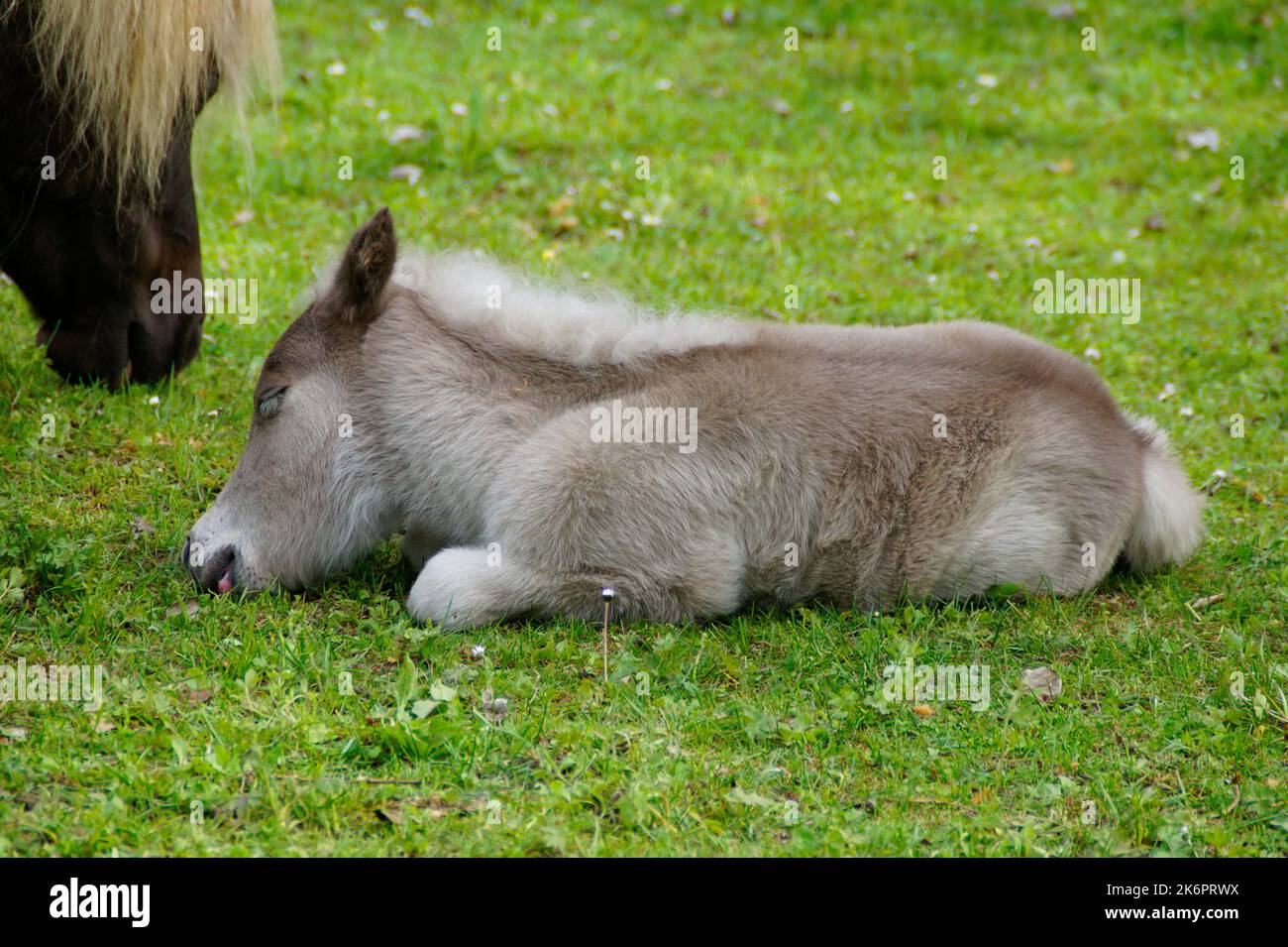 fluffy baby horses