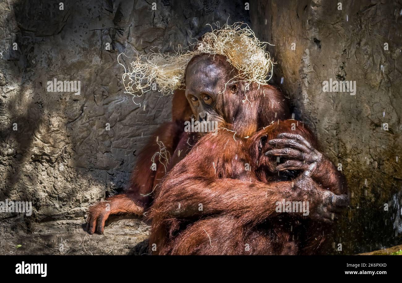 Two Orangutans at ZooTampa at Lowry Park in Tampa Florida Stock Photo
