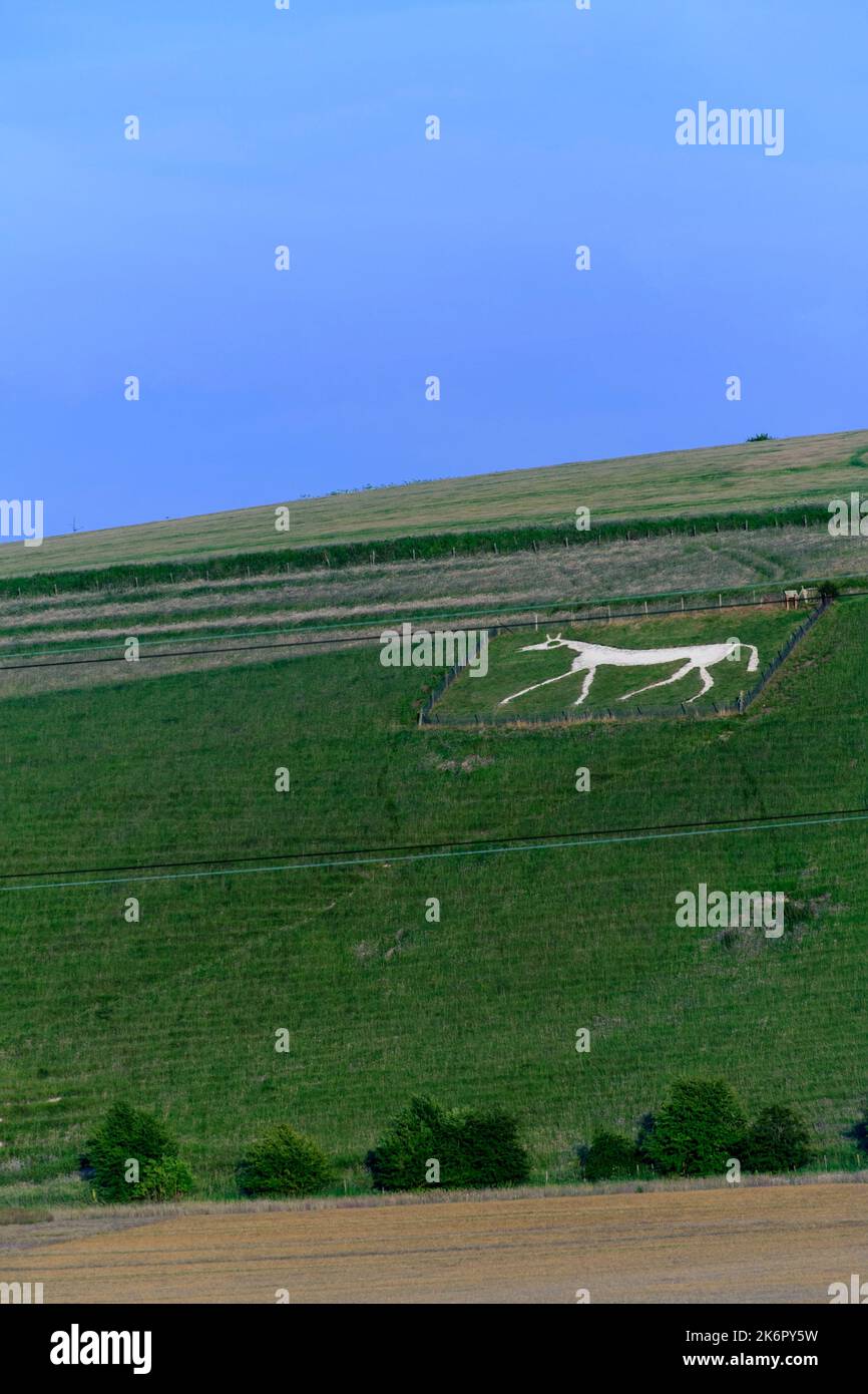 Alton Barnes White Horse is a chalk hill figure of a white horse located on Milk Hill some 1,000 metres north of the village of Alton, Wiltshire Stock Photo