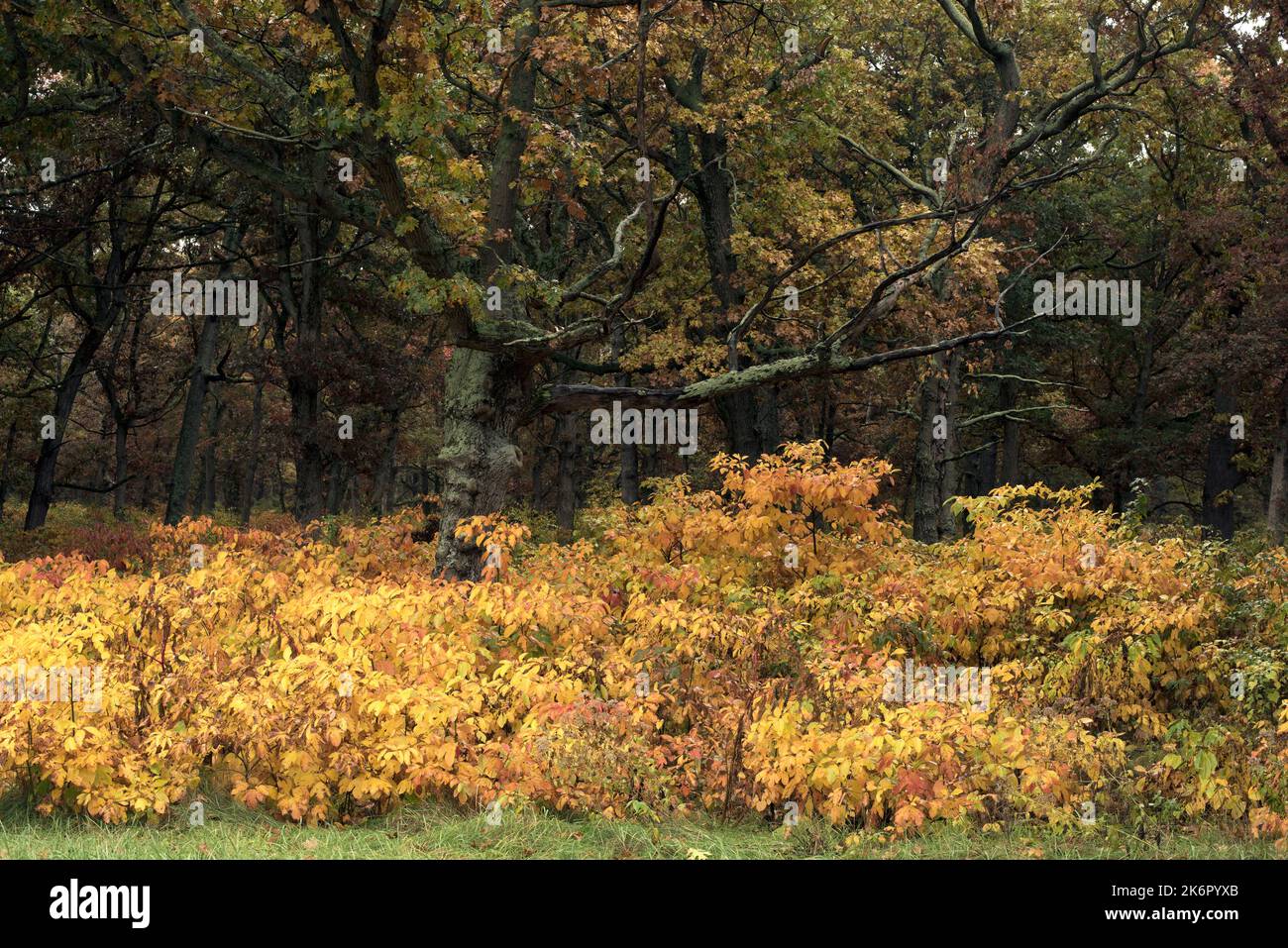 Yellow sumac leaves explode in bright yellow and orange color in a