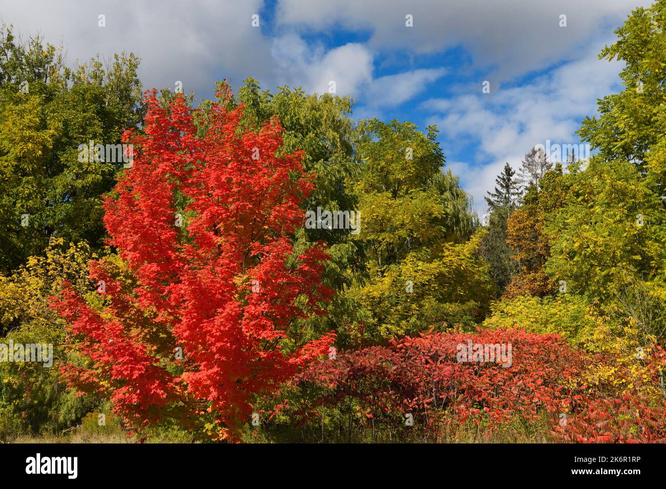 Single Maple tree with bright red leaves and Sumac with green forest in October Ontario Canada Stock Photo