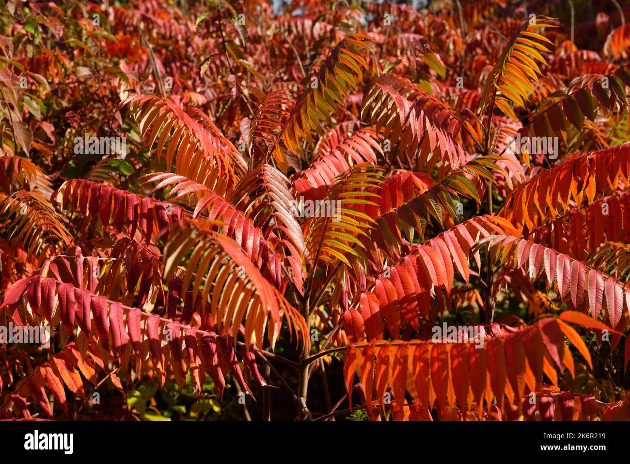 Stand of bright red Sumac leaves in Autumn with full sun in Canada Stock Photo