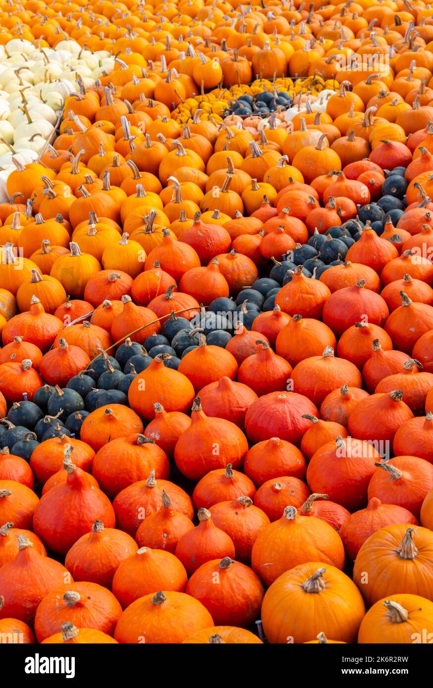 Totton, Hampshire, UK. 15th October 2022. Thousands visit Sunnyfields