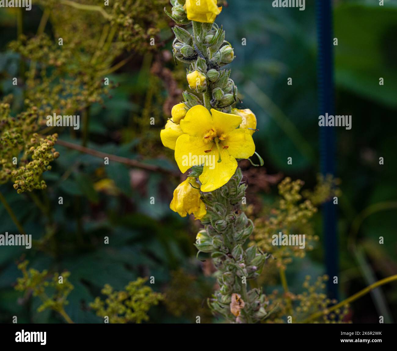 Flowering White Mullein - Aaron´s Rod (Verbascum thapsus) Stock Photo