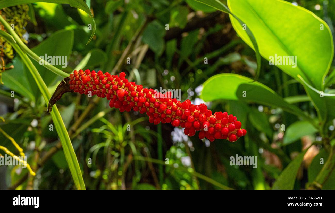 Anthurium gracile or Red Pearls Anthurium (Family: Araceae) native to the American tropics Stock Photo