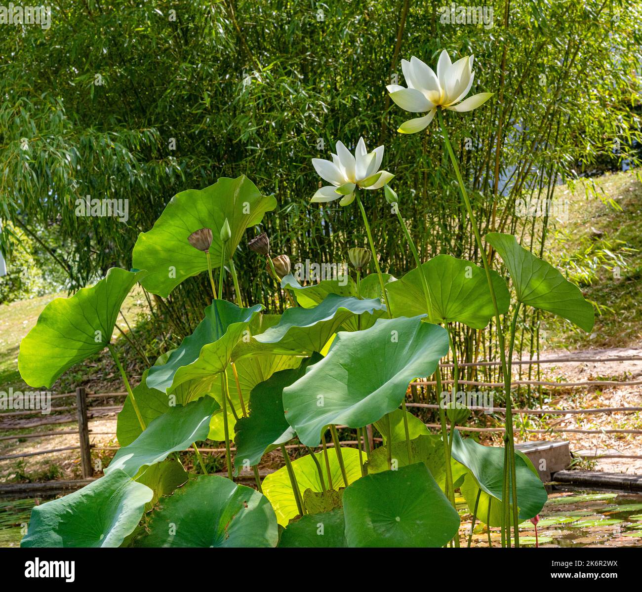 American Lotus Leaf (Nelumbo lutea) in a small pond. Botanical garden Freiburg Stock Photo