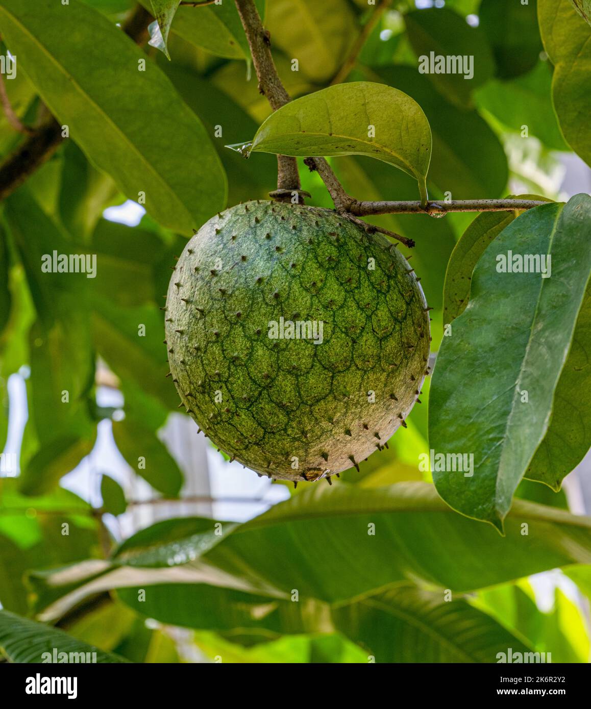 The fruit of wild sweetsop or golden apple (Annona mucosa Stock Photo Alamy