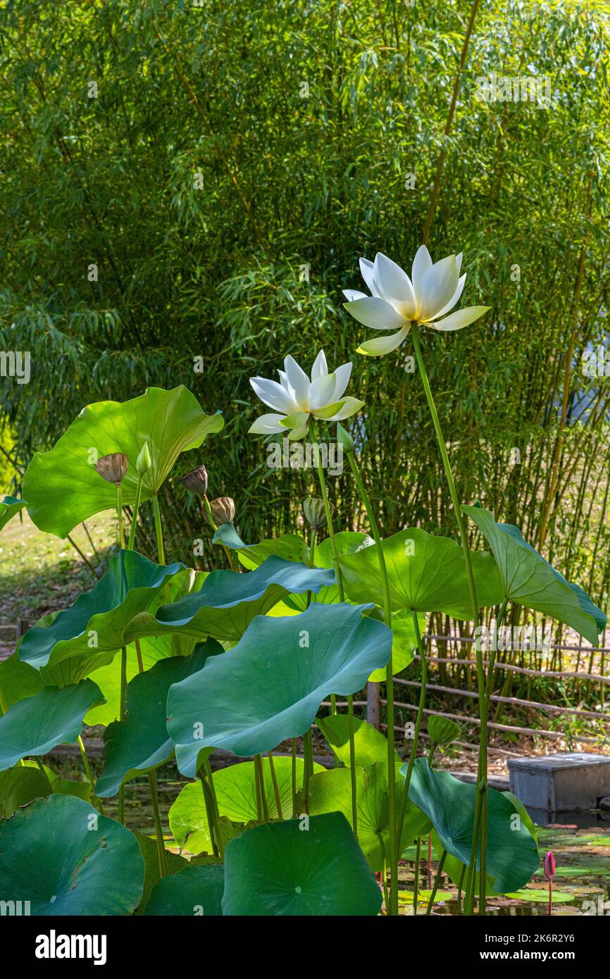 American Lotus Leaf (Nelumbo lutea) in a small pond. Botanical garden Freiburg Stock Photo