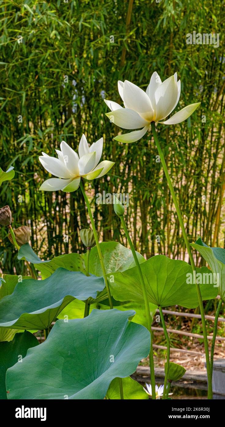 American Lotus Leaf (Nelumbo lutea) in a small pond. Botanical garden Freiburg Stock Photo