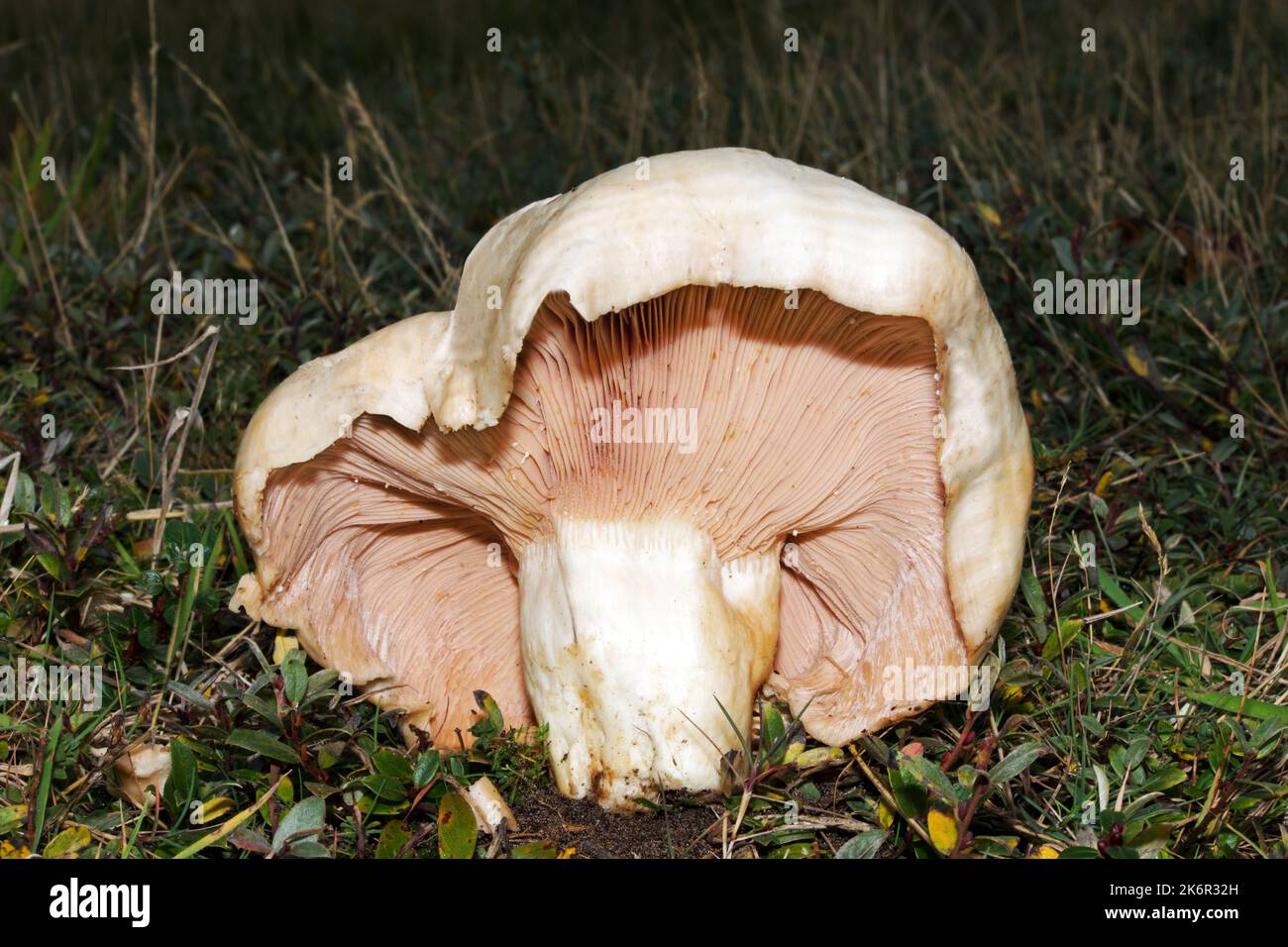 Lactarius controversus (blushing milkcap) occurs throughout Europe, growing with species of Salix (eg Salix repens) on heaths and dunes. Stock Photo