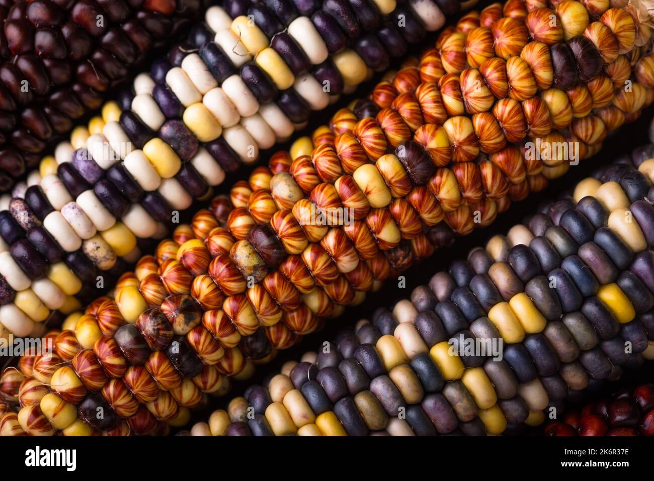 Color corn cobs close up Stock Photo