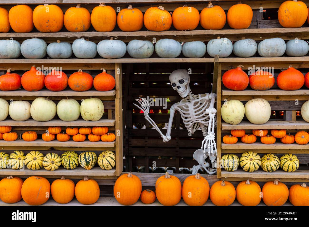 Totton, Hampshire, UK. 15th October 2022. Thousands visit Sunnyfields