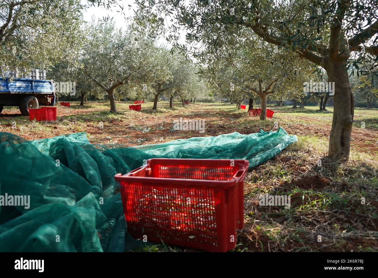 Harvesting fresh olives in an olive tree field in Croatia for olive oil