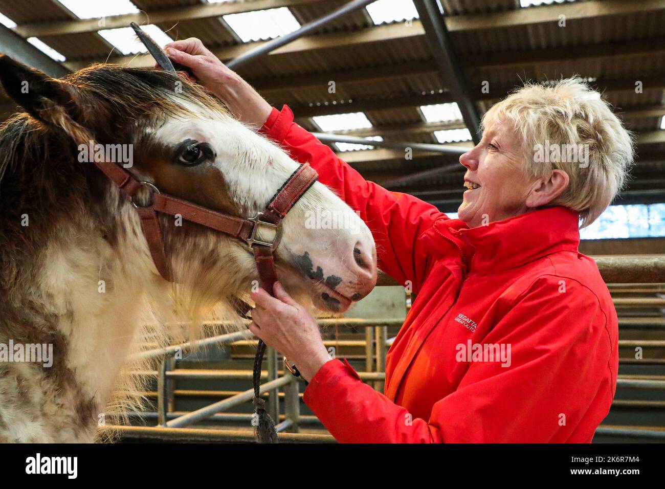 Aging horse mare Banque de photographies et d’images à haute résolution