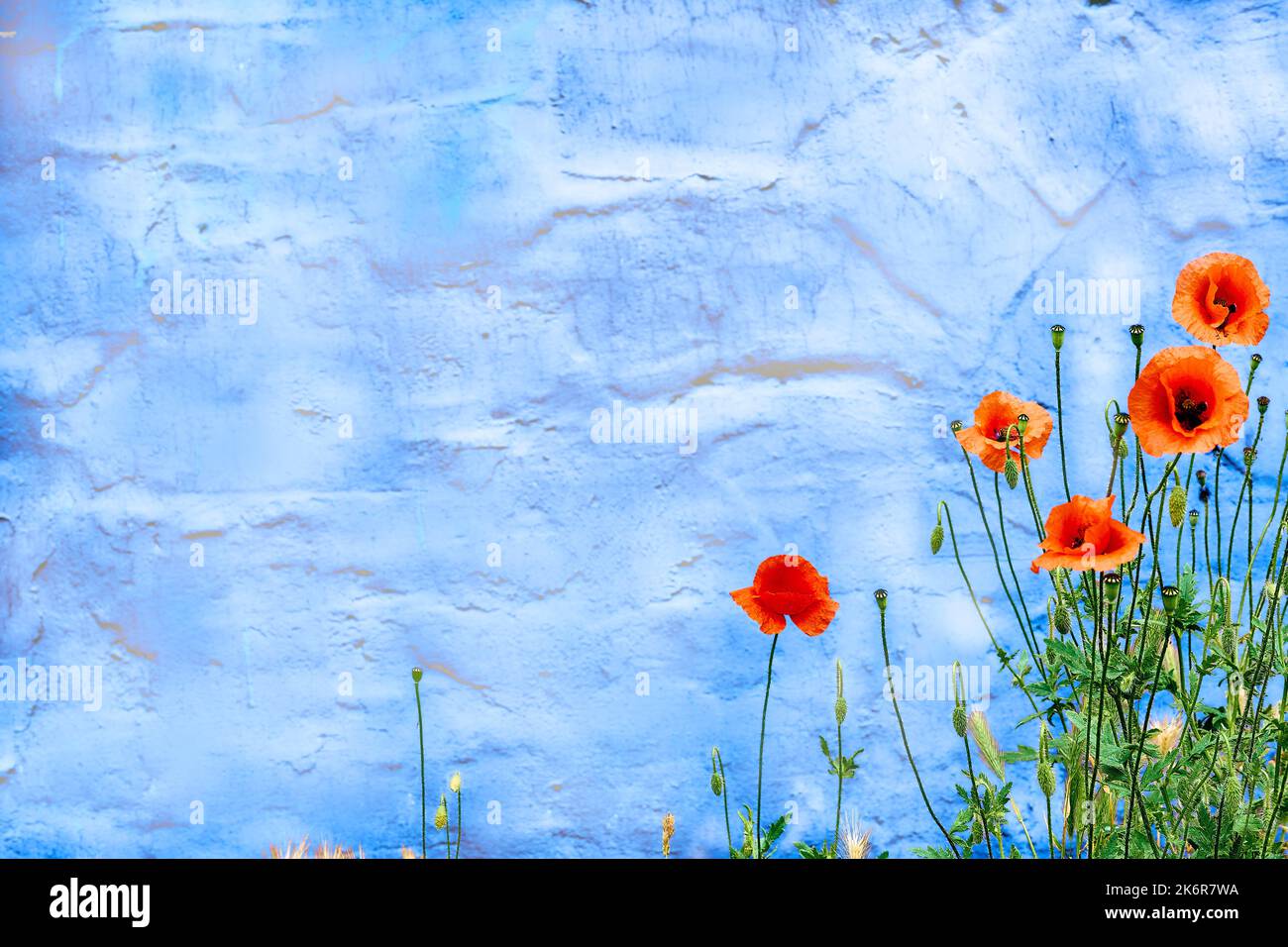 Red nice scarlet poppies on a blue sky background Stock Photo - Alamy
