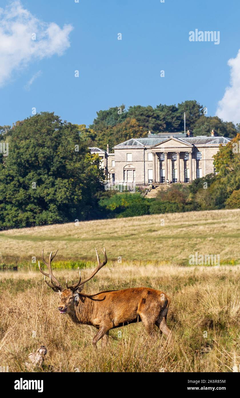 Red deer Cervus elaphus during rutting season in the national trusts