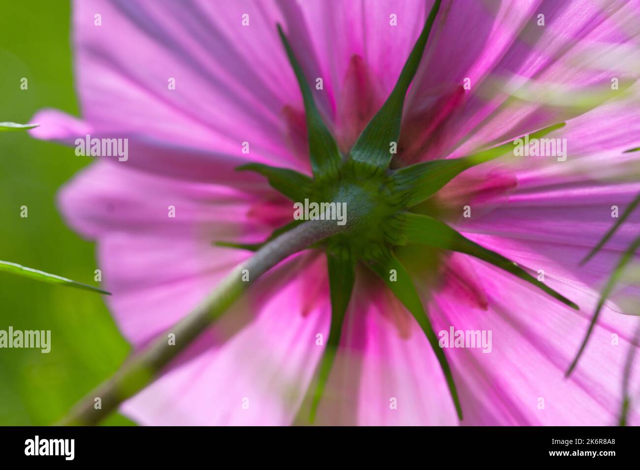 Macro of a pink cosmos blossom in autumn Stock Photo