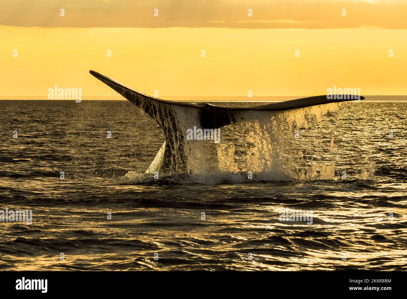 Southern Right whale tail, Puerto Madryn, Patagonia, Argentina Stock ...