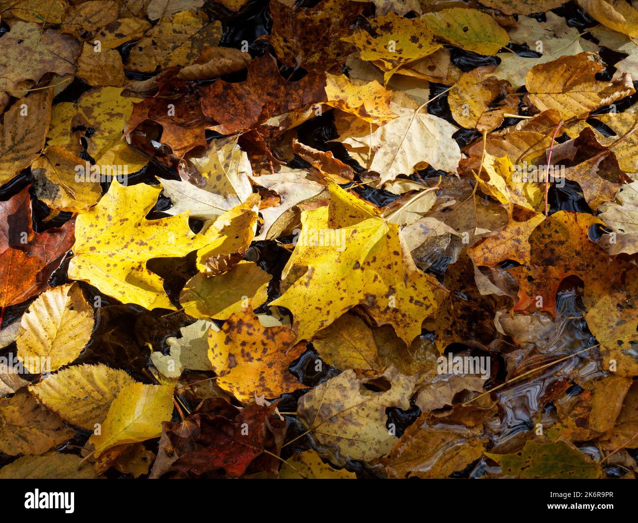 Leaves floating on water. Quebec, Canada Stock Photo