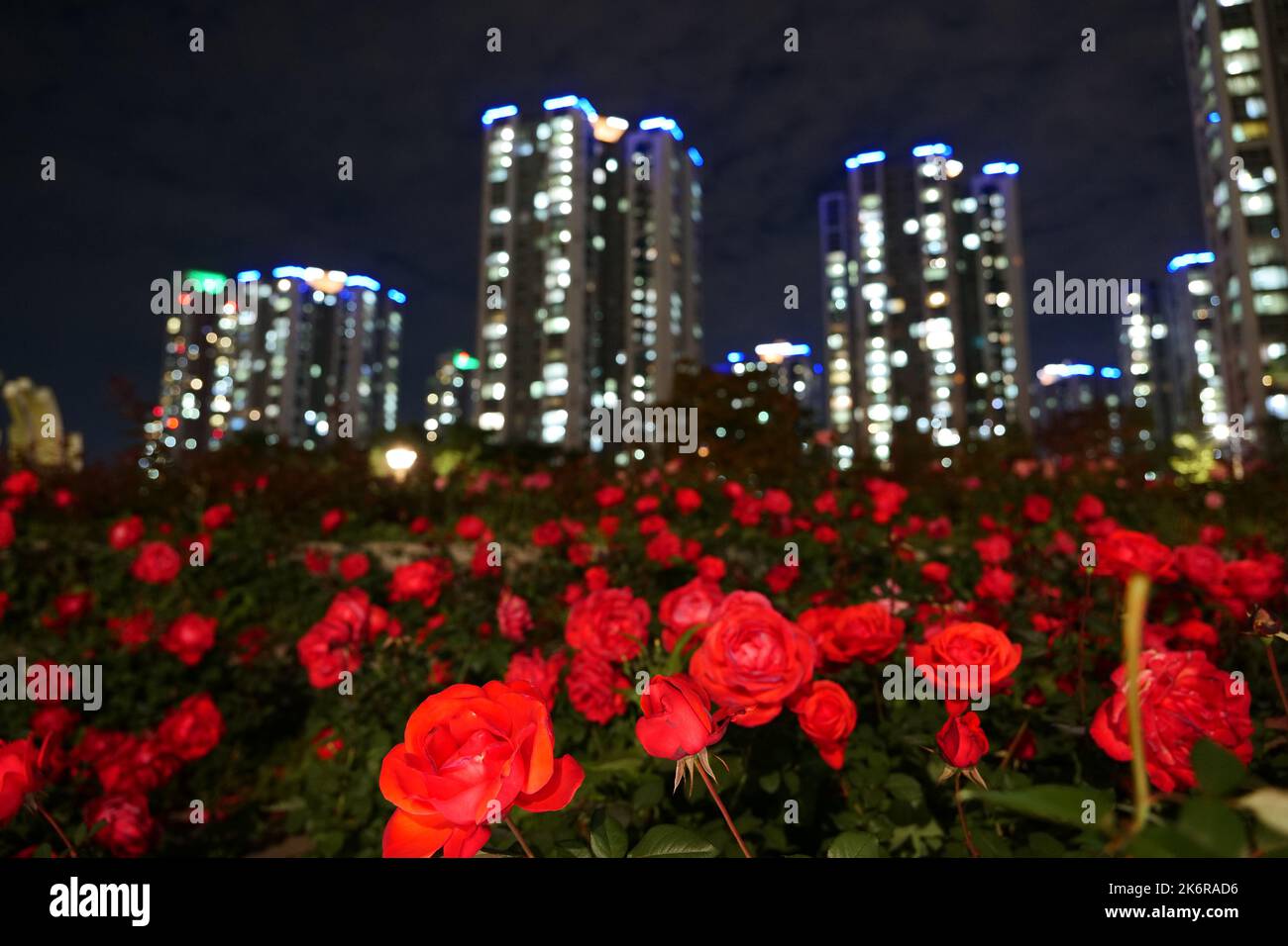 rose city building night view Stock Photo Alamy