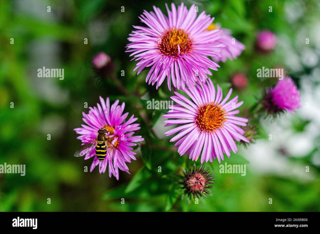 Autumn Aster flowers with water drops  Close-up on purple and yellow flowers. Dandelion from France, hight quality image Stock Photo