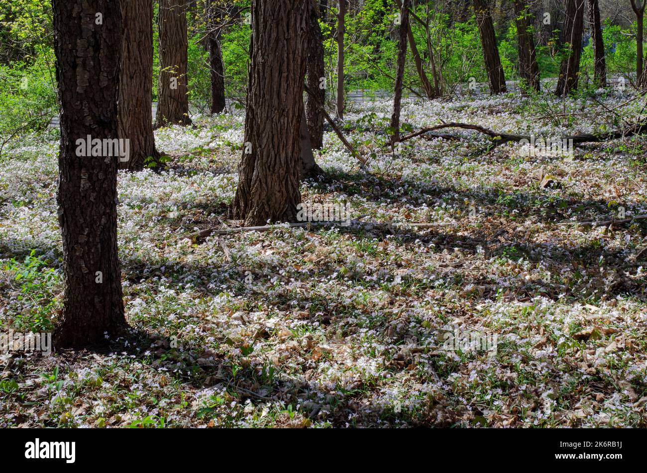 Spring Beauty carpets the forest floor at Fort Custer State Recreation Area in Kalamazoo County, Michigan Stock Photo