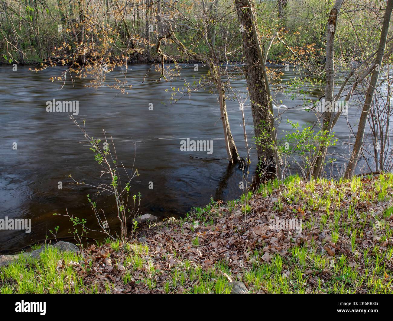 The Huron River is high and over its banks in places after heavy rains but springs keeps progressing, Hudson Mills Metropark, Washtenaw County, MI Stock Photo