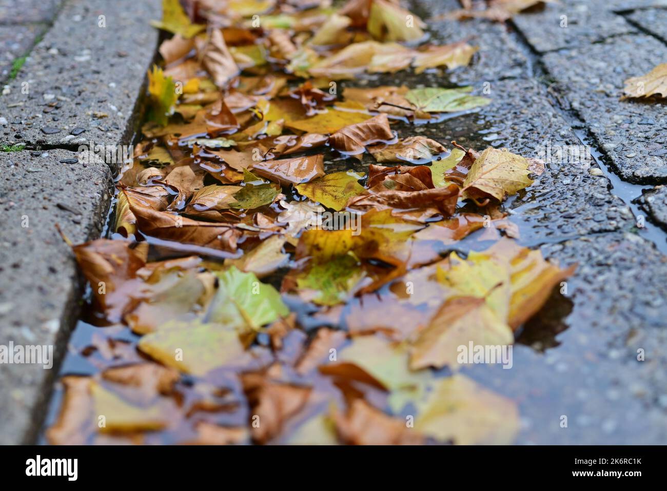 Autumn leaves on a wet road as a close up Stock Photo