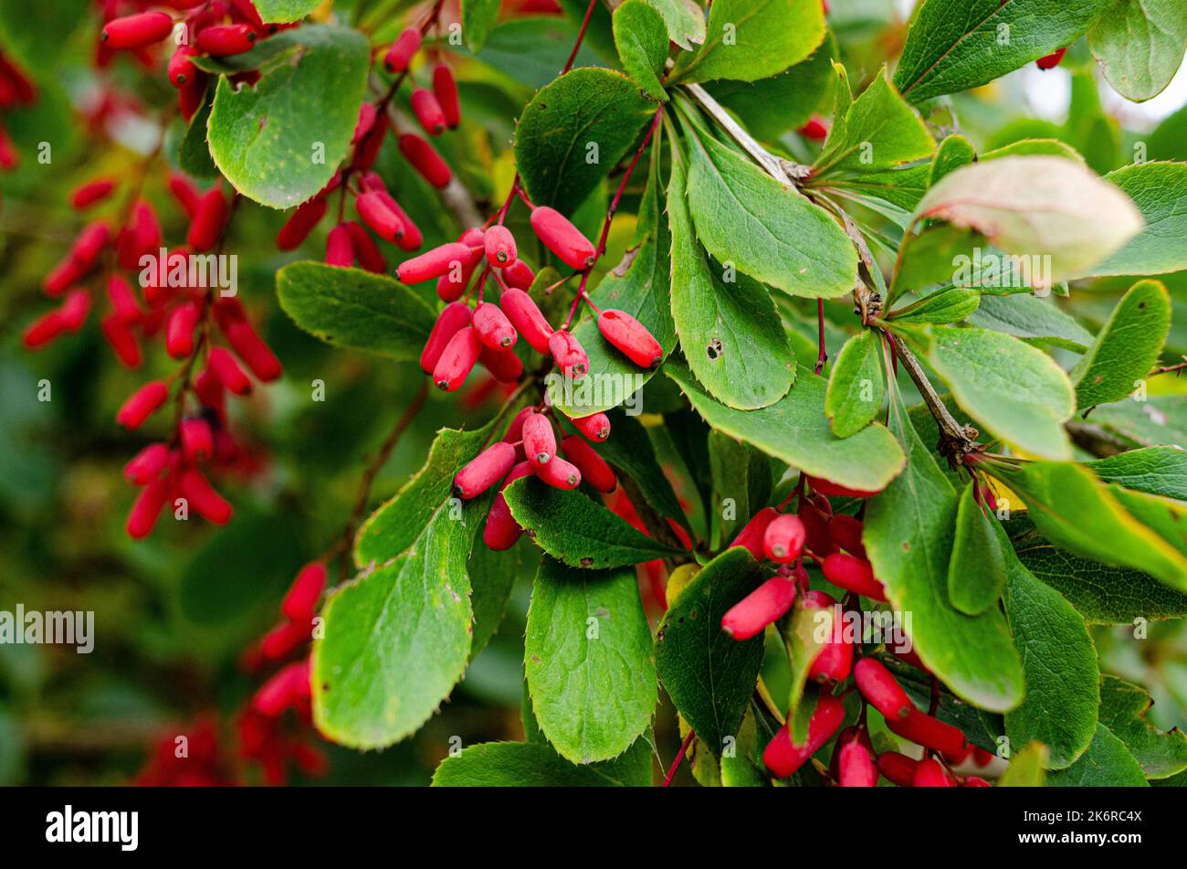 barberry ripe and unripe fruits on branches, group of berry-like pome fruits called serviceberry or juneberry Stock Photo