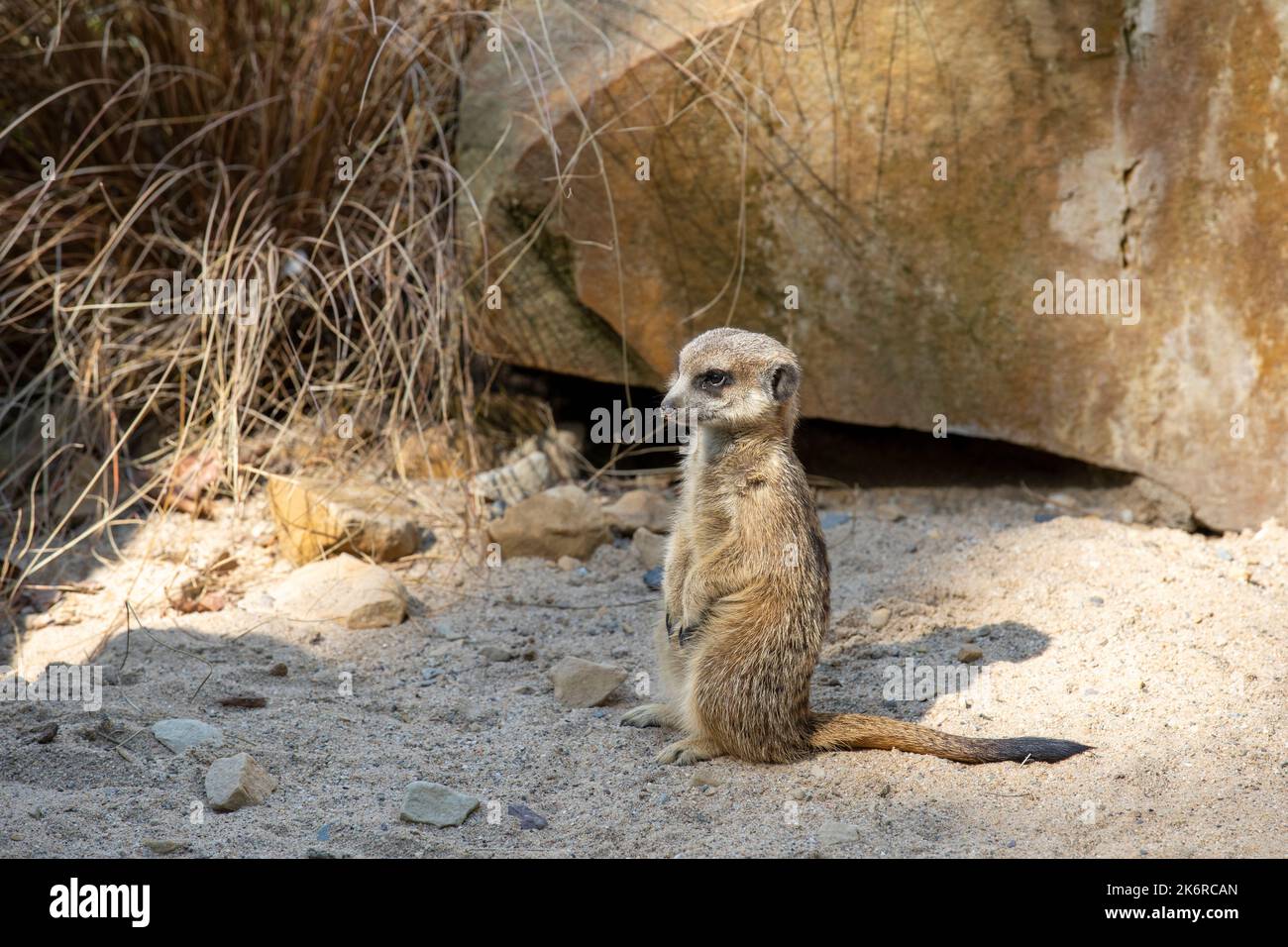 Krefeld   - View to MeerKat is checking as they might be in Danger, Stock Photo