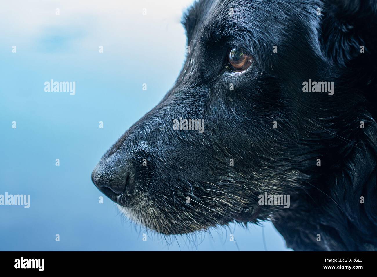 beautiful black old labrador with brown eyes and some white hairs around nose and mouth, close up profile view and clean light blue background Stock Photo