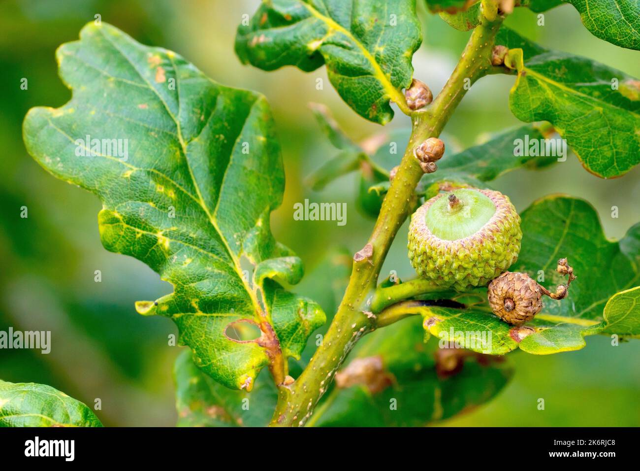 English or Pedunculate Oak (quercus robur), close up showing a developing acorn hidden amongst the leaves of the tree. Stock Photo