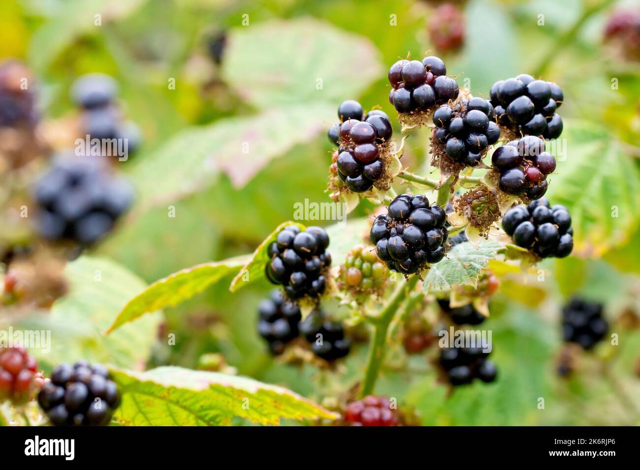 Bramble or Blackberry (rubus fruticosus), close up of the blackberries, fruits or brambles of the common trailing shrub. Stock Photo