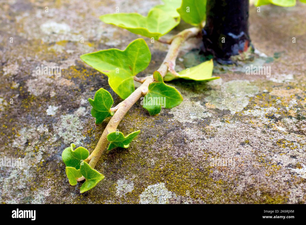 Ivy (hedera helix), close up showing the end of a tendril of the climbing plant reaching out over a lichen covered sandstone wall. Stock Photo