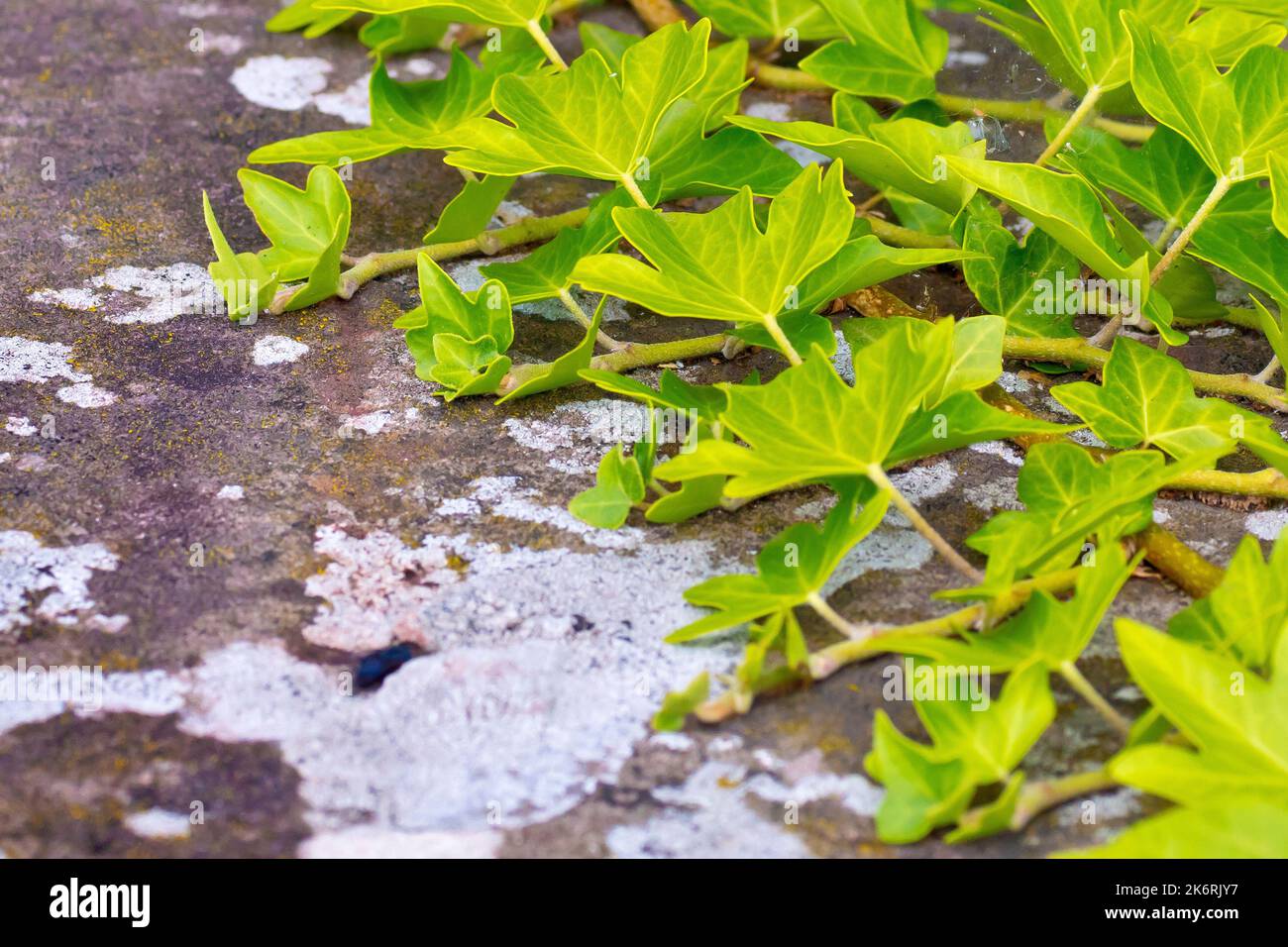Ivy (hedera helix), close up showing tendrils of the climbing plant spreading out over a sandstone wall. Stock Photo