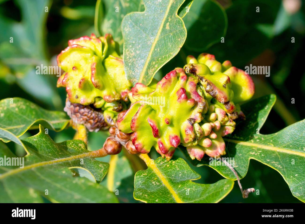 English or Pedunculate Oak (quercus robur), close up of acorns deformed by the Knopper Oak Gall Wasp (andricus quercuscalicis). Stock Photo