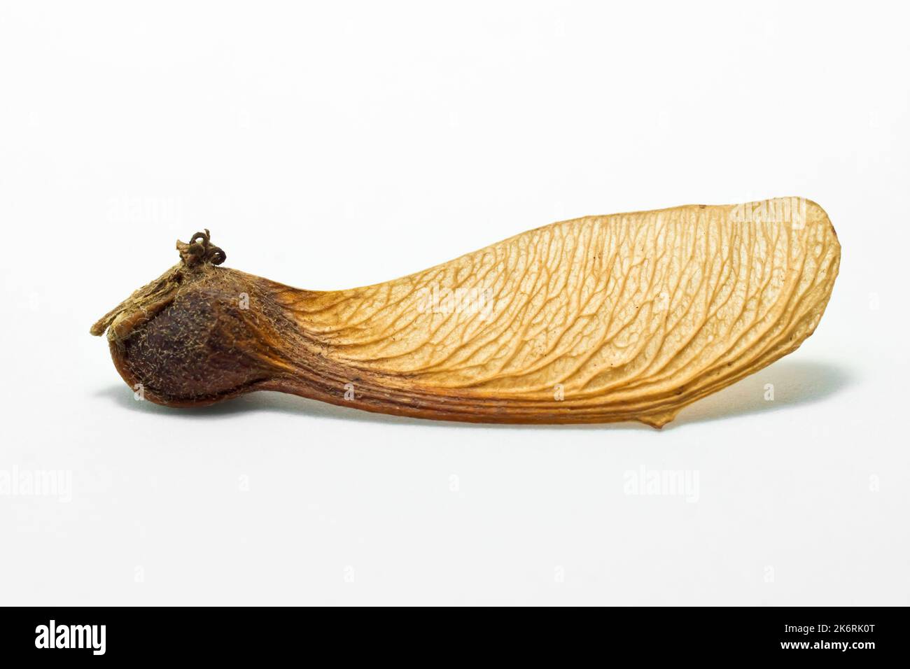 Sycamore (acer pseudoplatanus), close up showing the familiar winged fruit or seed of the tree isolated against a white background. Stock Photo