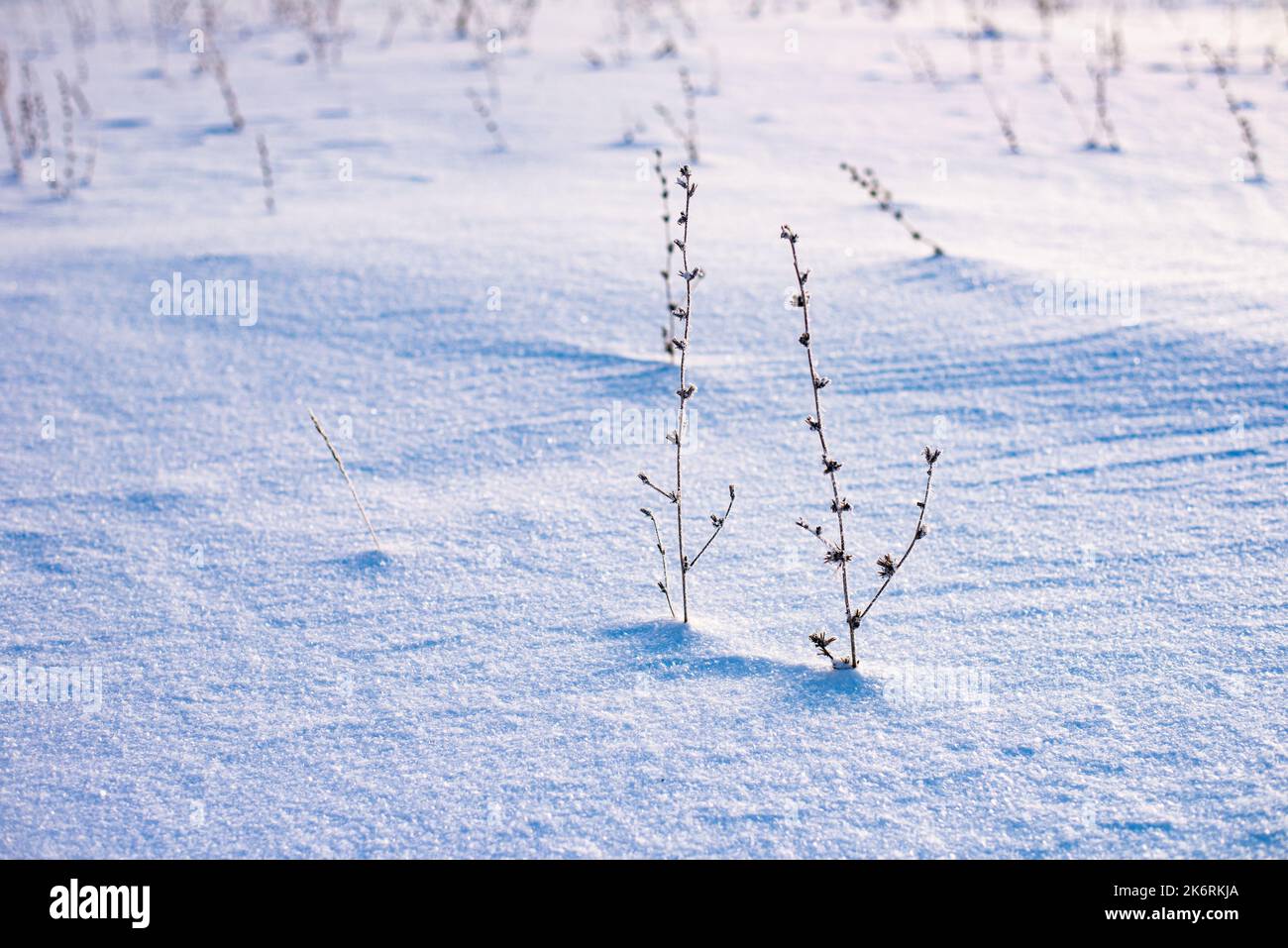 Close-up of dry blades of grass on white background after winter snow storm. Stock Photo