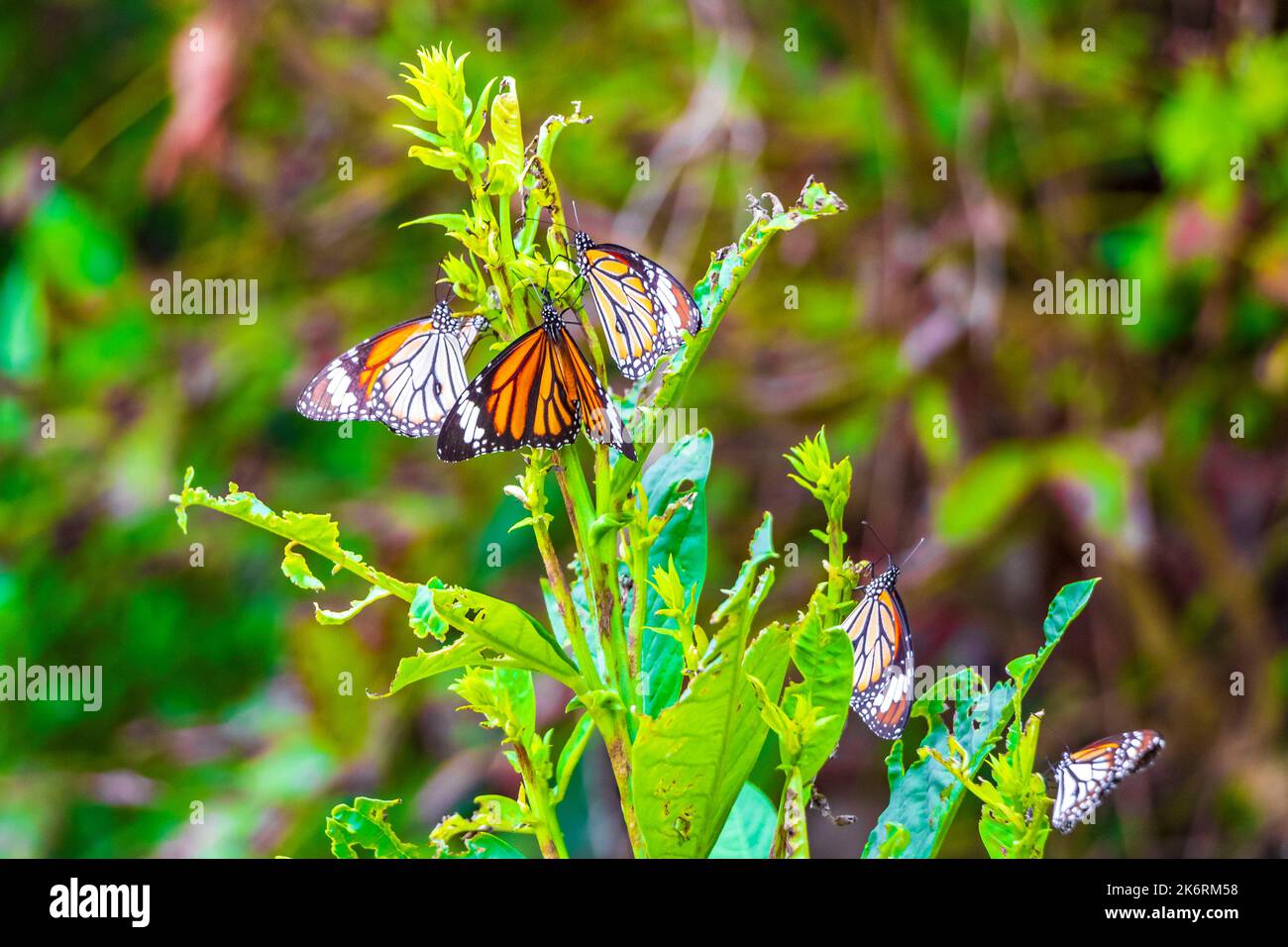 Beautiful pretty orange black yellow butterfly butterflies insect on ...