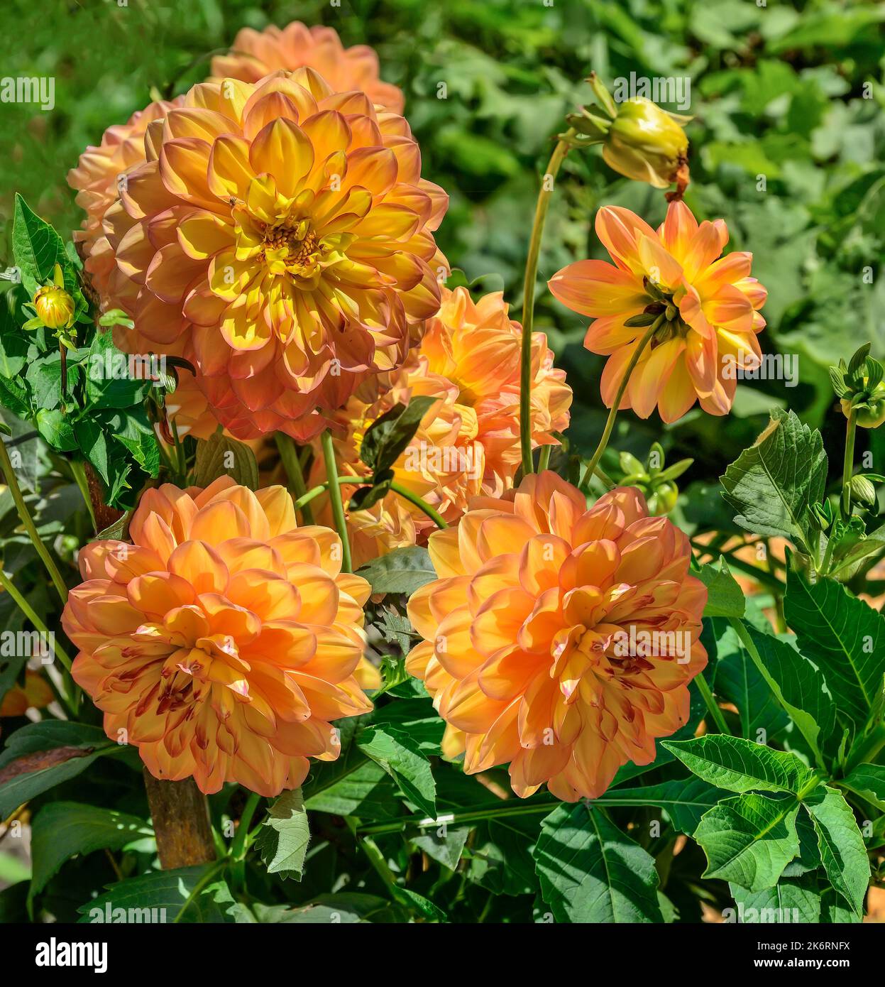 Bright golden dahlias heads variety Sunny Boy in garden. Beautiful yellow orange petals with red edges of double flowers. Globular dahlia flowers as s Stock Photo