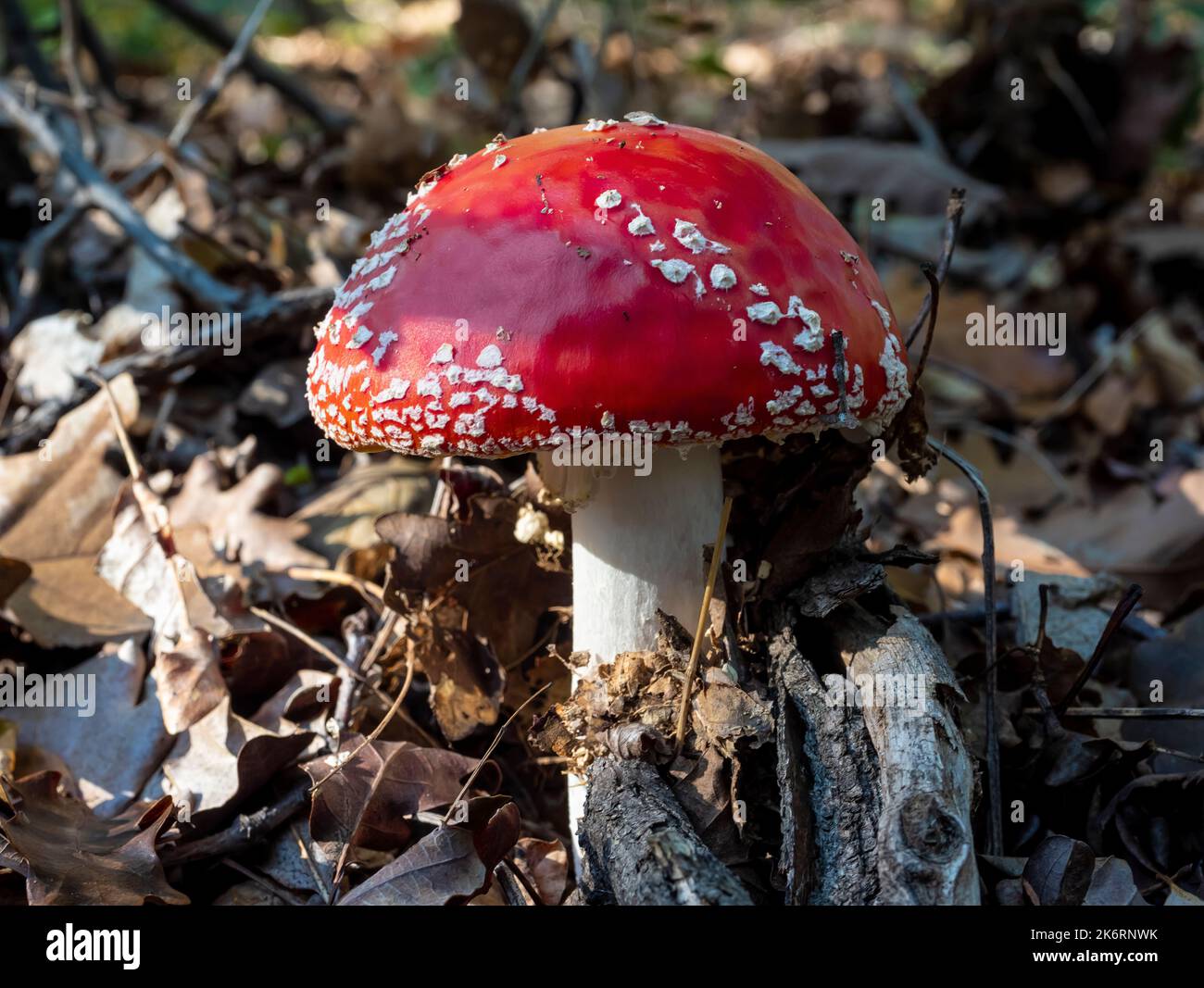 Close up of Amanita Muscaria Mushrooms  on natural forest background. It is an inedible mushroom. Stock Photo