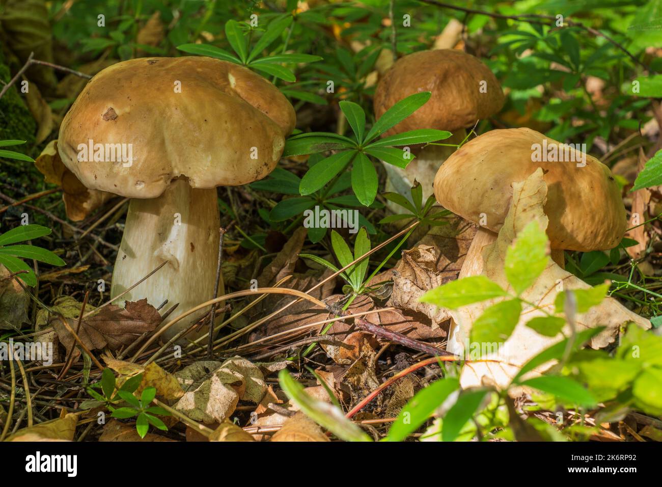 three yellow boletus mushrooms in the forest Stock Photo